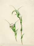 Pterostylis revoluta