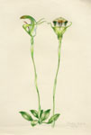 Pterostylis baptistii