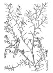 Acacia ulicifolia