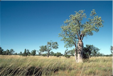 APII jpeg image of Adansonia gregorii  © contact APII