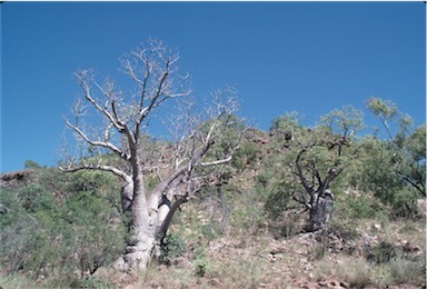 APII jpeg image of Adansonia gregorii  © contact APII