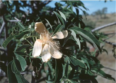 APII jpeg image of Adansonia gregorii  © contact APII