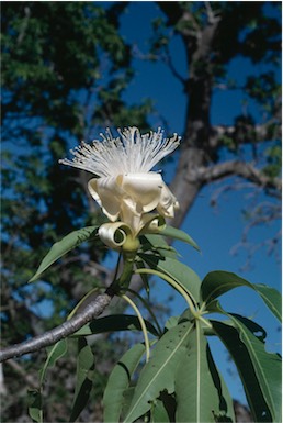 APII jpeg image of Adansonia gregorii  © contact APII