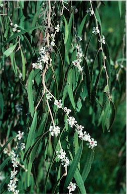 APII jpeg image of Agonis flexuosa  © contact APII