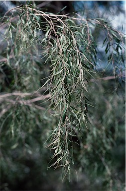 APII jpeg image of Agonis flexuosa 'Fairy Foliage'  © contact APII