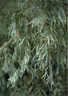 APII jpeg image of Agonis flexuosa 'Pied Piper'  © contact APII