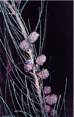 APII jpeg image of Allocasuarina defungens  © contact APII