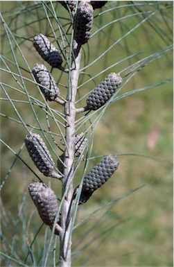 APII jpeg image of Allocasuarina distyla  © contact APII