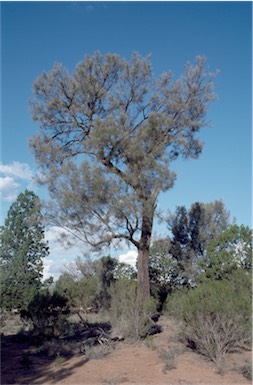 APII jpeg image of Allocasuarina lehmanniana  © contact APII