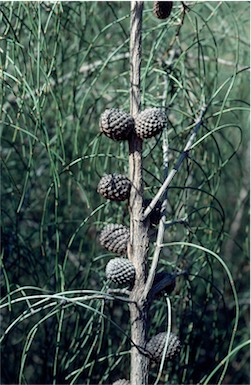 APII jpeg image of Allocasuarina scleroclada  © contact APII