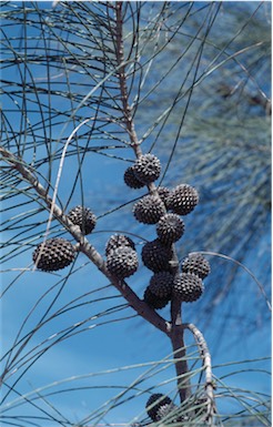 APII jpeg image of Allocasuarina verticillata  © contact APII