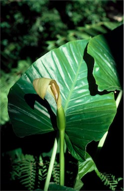 APII jpeg image of Alocasia brisbanensis  © contact APII