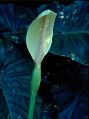 APII jpeg image of Alocasia brisbanensis  © contact APII