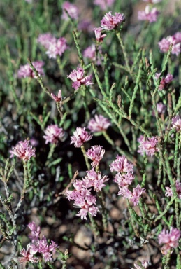 APII jpeg image of Andersonia parvifolia  © contact APII