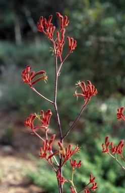 APII jpeg image of Anigozanthos flavidus  © contact APII