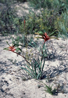 APII jpeg image of Anigozanthos manglesii subsp. quadrans  © contact APII