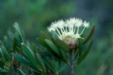 APII jpeg image of Asteromyrtus angustifolia  © contact APII