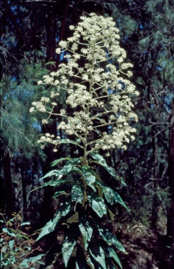 APII jpeg image of Astrotricha latifolia  © contact APII