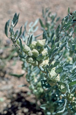 APII jpeg image of Atriplex lindleyi subsp. inflata  © contact APII