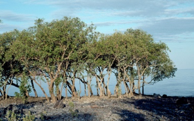 APII jpeg image of Avicennia marina  © contact APII