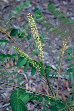 APII jpeg image of Adenanthera abrosperma  © contact APII