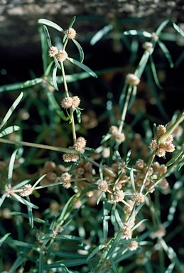 APII jpeg image of Alternanthera denticulata  © contact APII