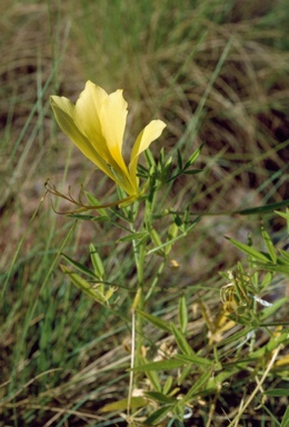 APII jpeg image of Cleome cleomoides  © contact APII