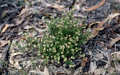 APII jpeg image of Asperula cunninghamii  © contact APII