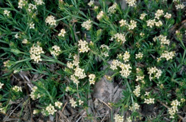 APII jpeg image of Asperula cunninghamii  © contact APII