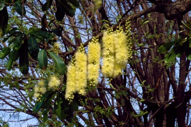 APII jpeg image of Barringtonia calyptrata  © contact APII