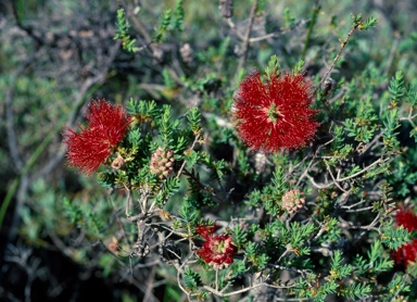 APII jpeg image of Beaufortia bracteosa  © contact APII