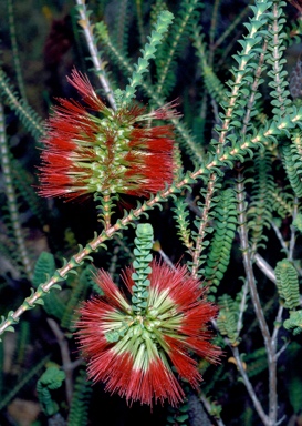 APII jpeg image of Beaufortia orbifolia  © contact APII