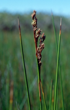 APII jpeg image of Baumea rubiginosa  © contact APII