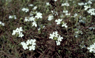 APII jpeg image of Buchnera ramosissima  © contact APII