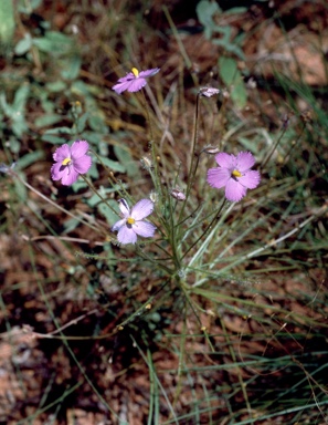 APII jpeg image of Byblis filifolia  © contact APII