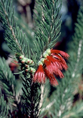 APII jpeg image of Calothamnus quadrifidus subsp. asper  © contact APII