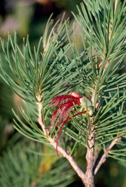 APII jpeg image of Calothamnus graniticus subsp. graniticus  © contact APII