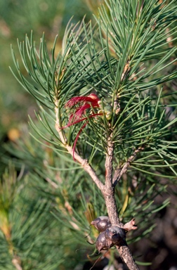 APII jpeg image of Calothamnus graniticus subsp. graniticus  © contact APII