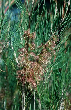 APII jpeg image of Calothamnus lateralis  © contact APII