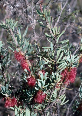 APII jpeg image of Calothamnus planifolius var. pallidifolius  © contact APII