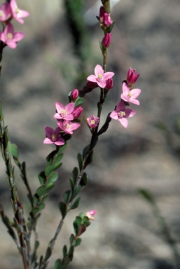 APII jpeg image of Boronia crenulata var. crenulata  © contact APII