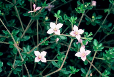 APII jpeg image of Boronia edwardsii  © contact APII