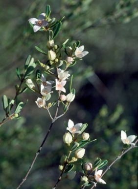 APII jpeg image of Boronia odorata  © contact APII