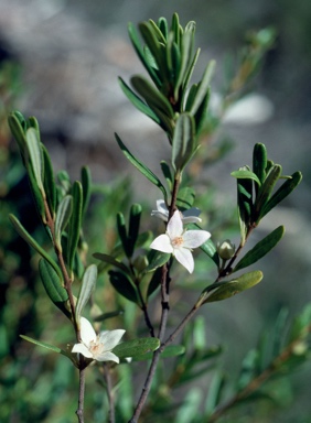 APII jpeg image of Boronia odorata  © contact APII