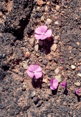 APII jpeg image of Calandrinia primuliflora  © contact APII