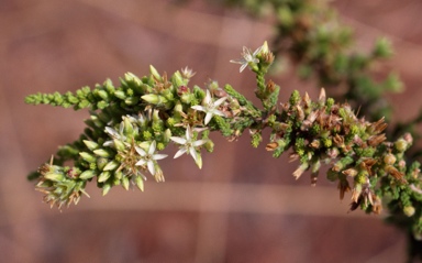 APII jpeg image of Calytrix achaeta  © contact APII