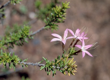 APII jpeg image of Calytrix glutinosa  © contact APII