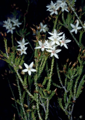 APII jpeg image of Calytrix tetragona  © contact APII