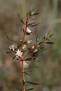 APII jpeg image of Boronia jucunda  © contact APII