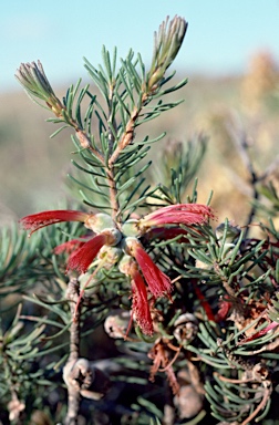 APII jpeg image of Calothamnus oldfieldii  © contact APII